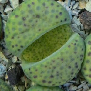 lithops fulviceps aurea