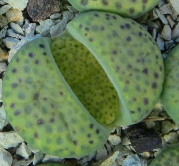 lithops fulviceps aurea