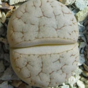 lithops gracilidelineata baseli