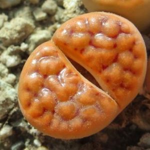 lithops karasmontana red