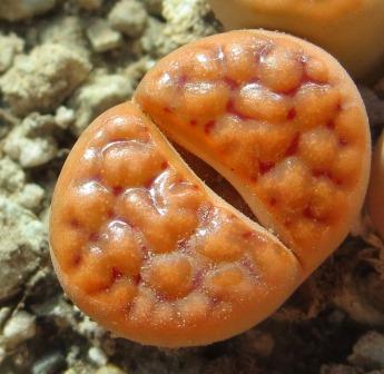 lithops karasmontana red