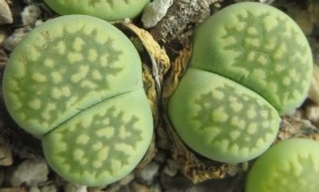 lithops salicola malachite