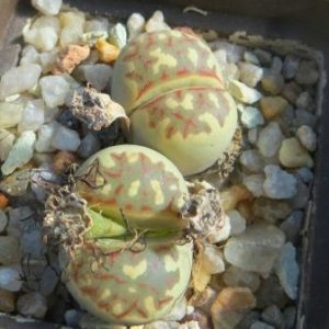 lithops dorotheae c124