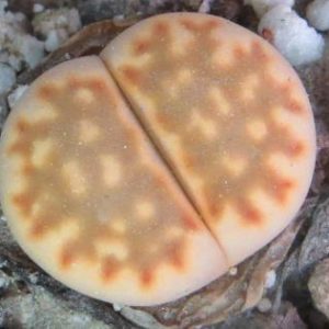 lithops julii fuscous form yellow
