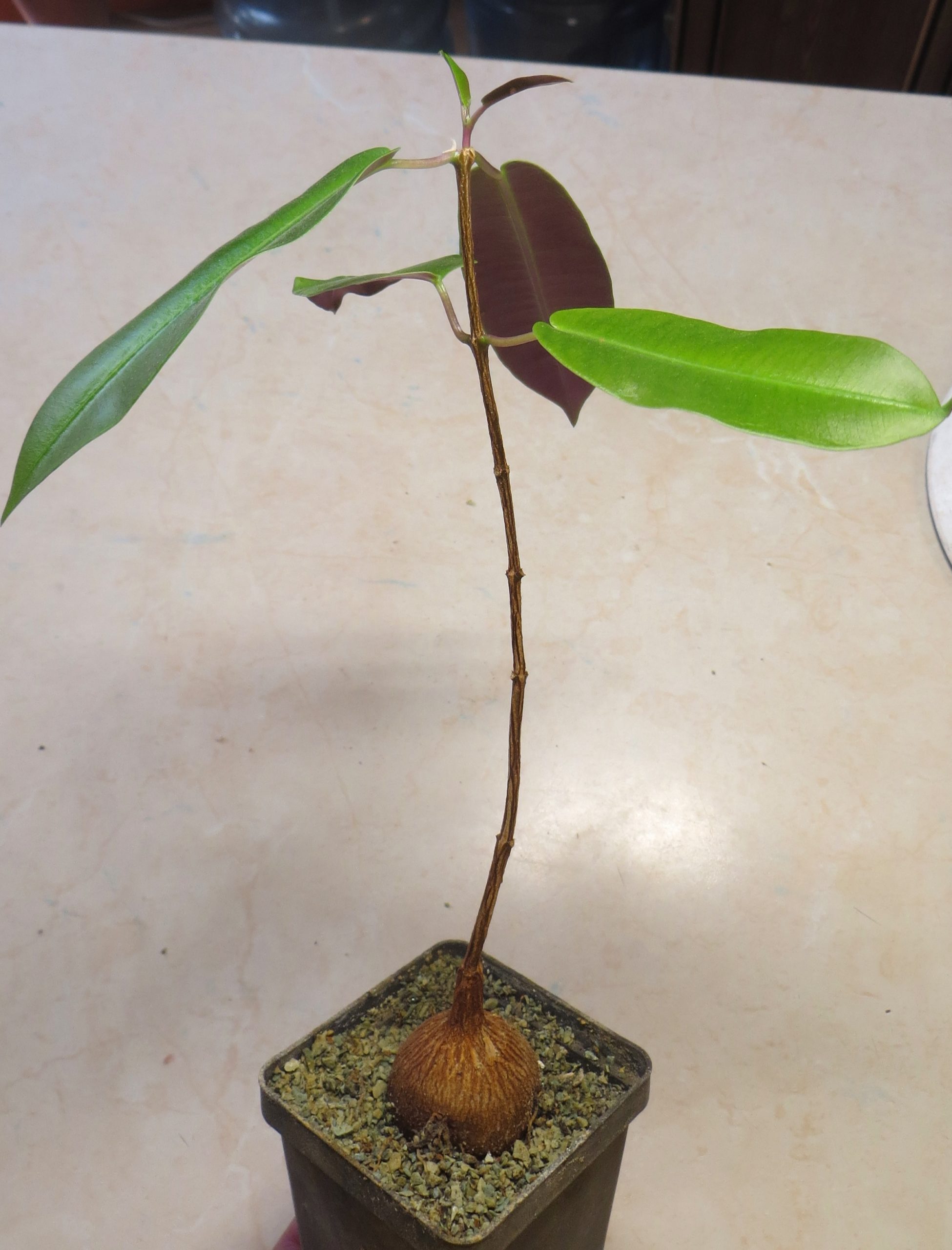 petopentia natalensis