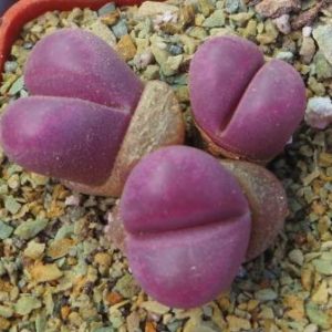 lithops optica rubra