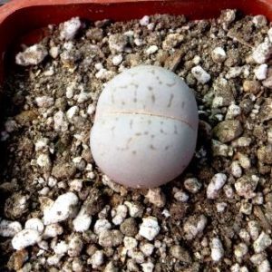 dinteranthus vanzylii lineatus