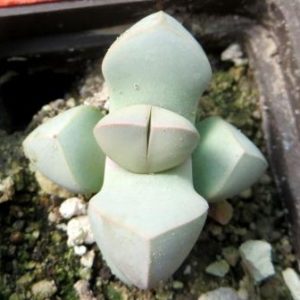 lapidaria margaretae