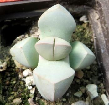 lapidaria margaretae