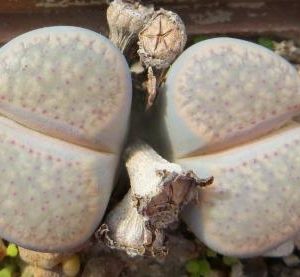 lithops verruculosa glabra
