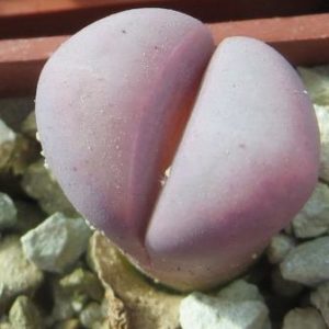 lithops meyeri hammeruby