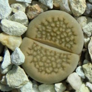 1606 lithops hallii  C 135