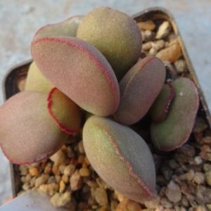 adromischus marianiae hallii