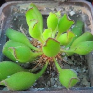 adromischus cristatus Kleinpoort