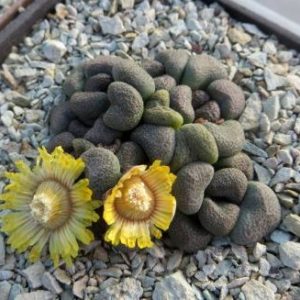 aloinopsis schooneesii