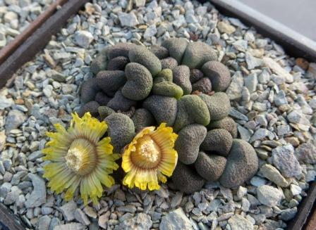 aloinopsis schooneesii