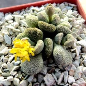 aloinopsis villetii