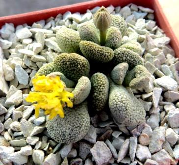 aloinopsis villetii