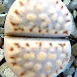 lithops julii fulleri C 56