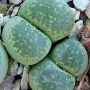 lithops terricolor green santpoort