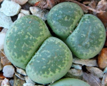 lithops terricolor green santpoort