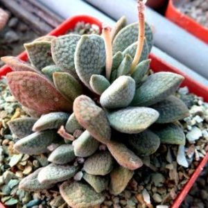 crassula tecta hybrid