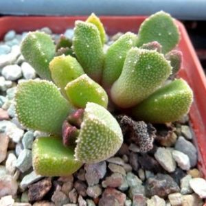 aloinopsis setifera