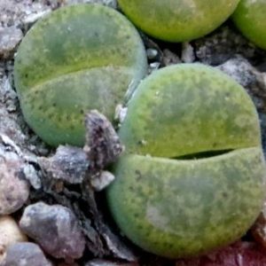 lithops lesliei albinica