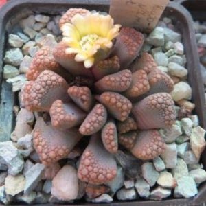 titanopsis hugo schlechteri pofader