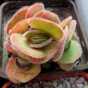 crassula tomentosa