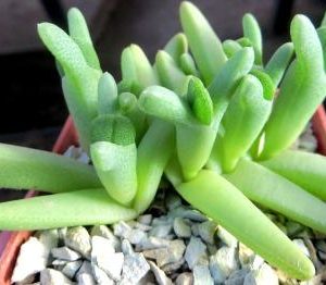 cheiridopsis spec.