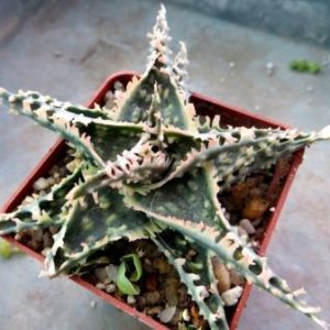 aloe hybrid TST