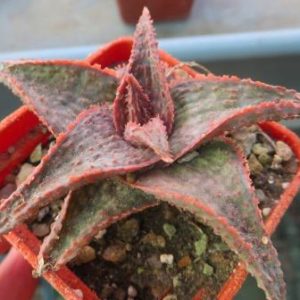 aloe hybrid TST