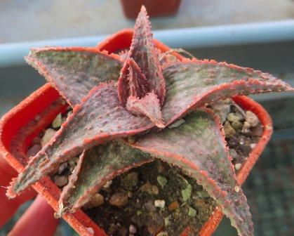 aloe hybrid TST