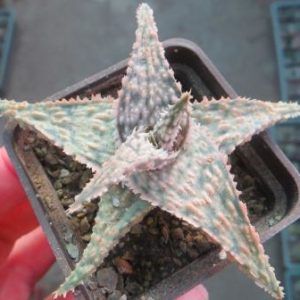 aloe hybrid TST