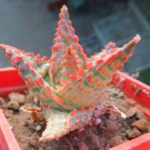 aloe hybrid TST