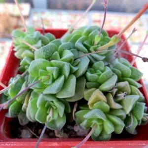 crassula dorothy