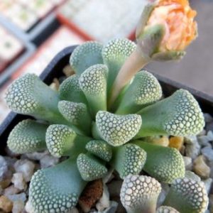 titanopsis primosii