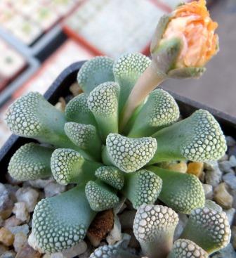 titanopsis primosii