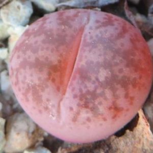 lithops coleorum