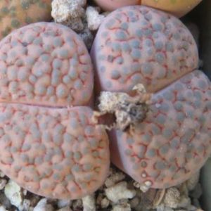 lithops fulviceps lactinea