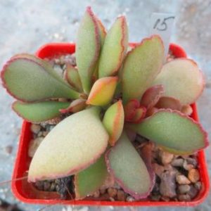 adromischus blosianus MBG 723/53 №5