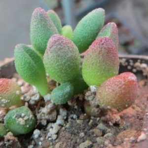 2128 MG adromischus marianae Grootberg