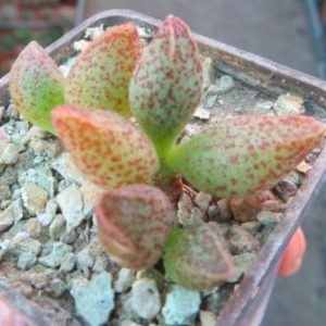 adromischus marianae hybrid