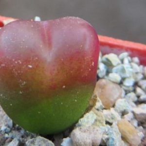 conophytum maughanii