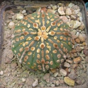 astrophytum super kabuto gold