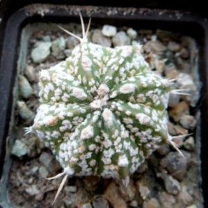 astrophytum super kabuto