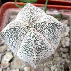 astrophytum onzuka v type