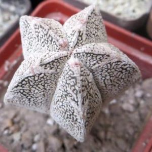astrophytum onzuka v type