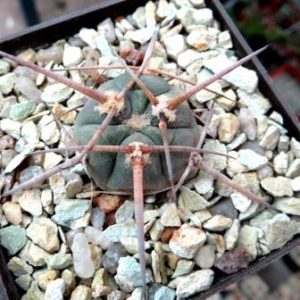 gymnocalycium armatum MS 375